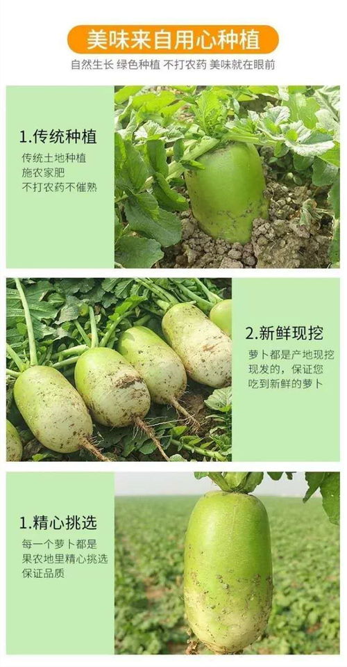 仅限信阳地区 息县尹湾青白萝卜10kg20斤生吃甜脆农家自产现挖现发新鲜蔬菜泡菜原料